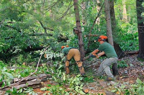 Best Tree Care Services  in Alta Sierra, CA